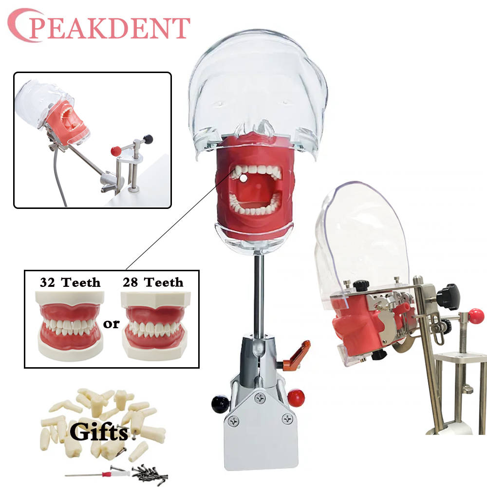 Dental Simulator Nissin Manikin Phantom Dental Phantom Head Model with 28Pcs Teeth New Style Bench Mount For Dentist Education