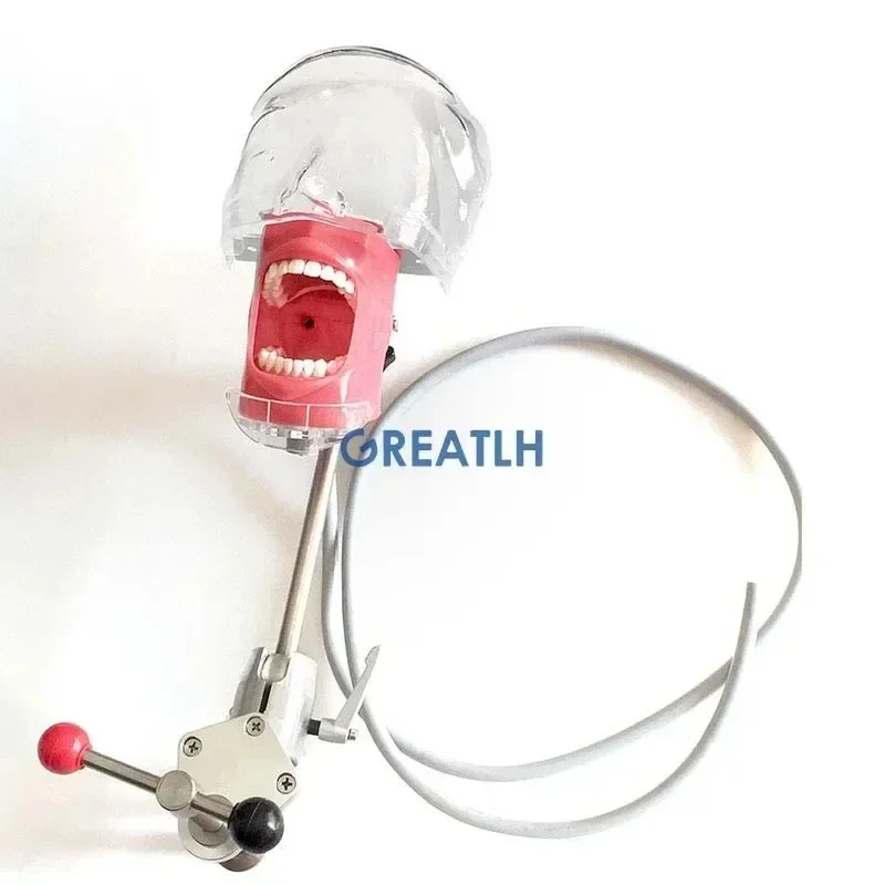 Phantom Head for Dental Student Practice Model Dental Simulator Head Desk Clamp Training Teeth Model Practice