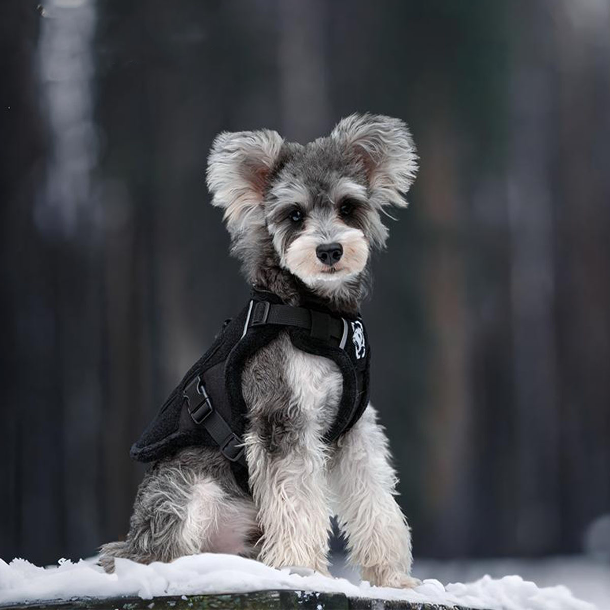 Dog Tactical Vest Small Dog Leash Plush Thickened Autumn and Winter Schnauzer Dog Chest Harness Adjustable Waterproof Pet Vest